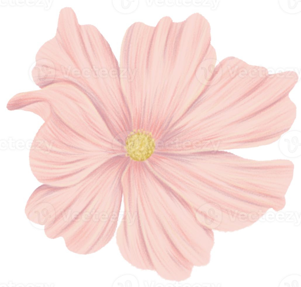 cosmos fleur clipart crayon de couleur style png