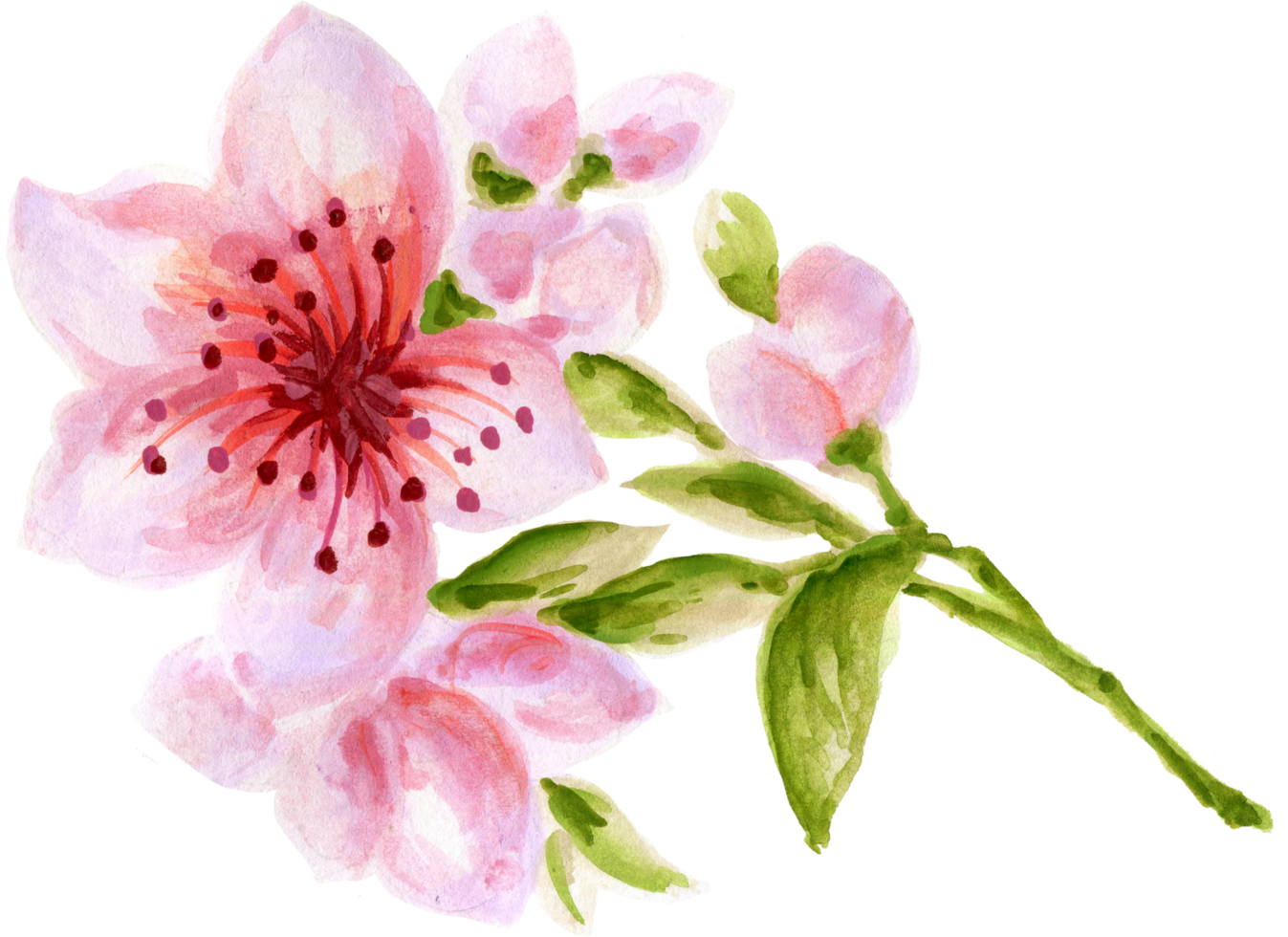 Elements isolated lucky rich sign symbol happy lunar new year flower animal blossom money watercolor png