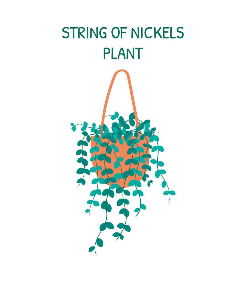 Vector home hanging plant String of Nickels in a pot isolated on white background.