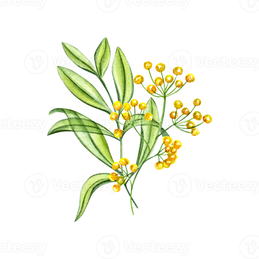 Spring bouquet with yellow flowers and green branches of leaves. Plants in transparent style. Meadow herbs. Bright composition. Watercolor illustration for Valentines day, mothers day cards png