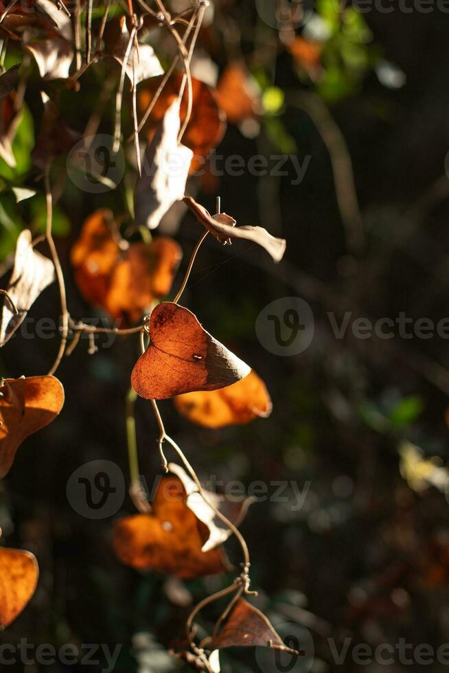 Leaves of wild forest plants that change color as a sign of entering autumn. photo