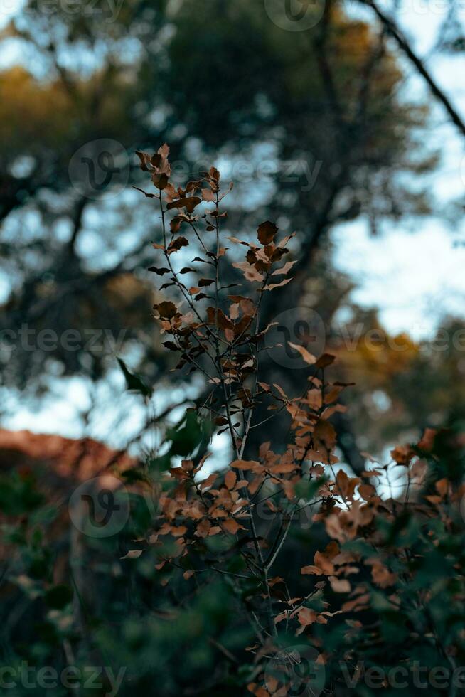 hojas de salvaje bosque plantas ese cambio color como un firmar de entrando otoño. foto