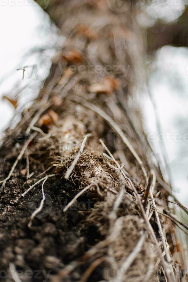 Dry vine around an old tree. photo