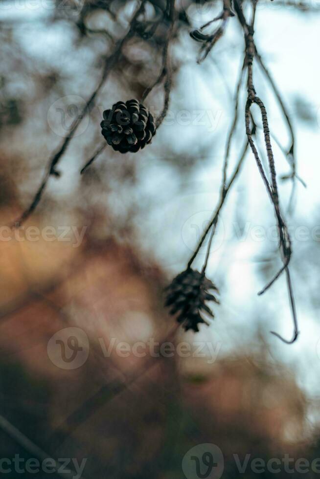 Seeds hanging from the branches of a tree with a beautiful sky in the background. photo