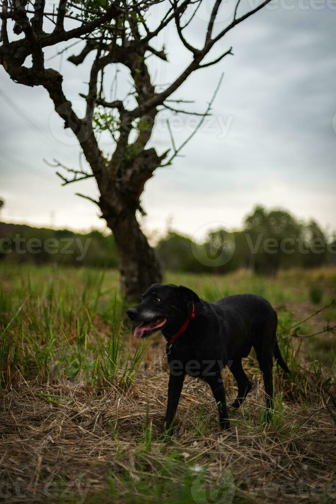 Dog next to a tree during his walk in the forest. photo