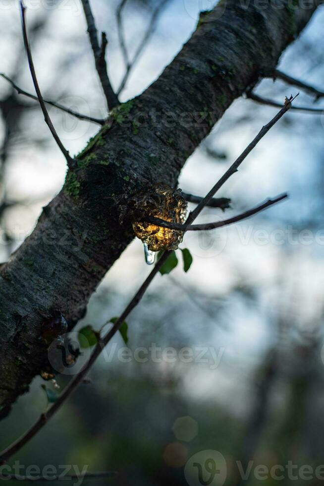 savia efusivo desde árbol ramas en el bosque. foto