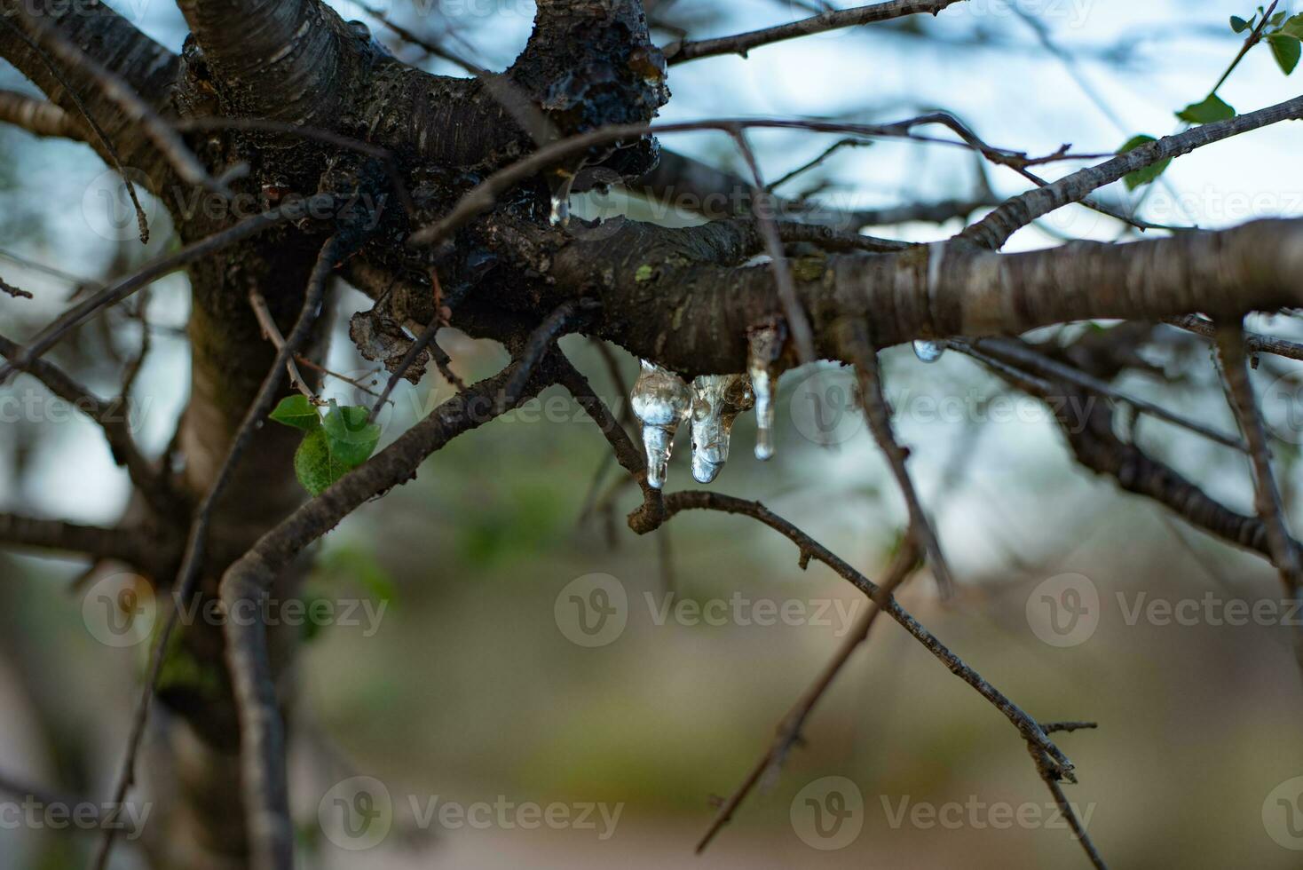 Sap gushing from tree branches in the forest. photo