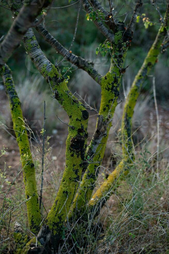 Branches of bushes surrounded by moss in the forest. photo