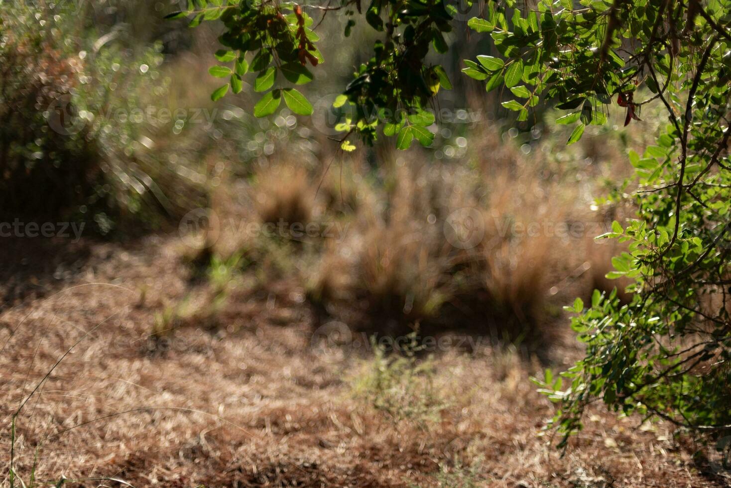 Natural frame of plants surrounding a landscape. photo