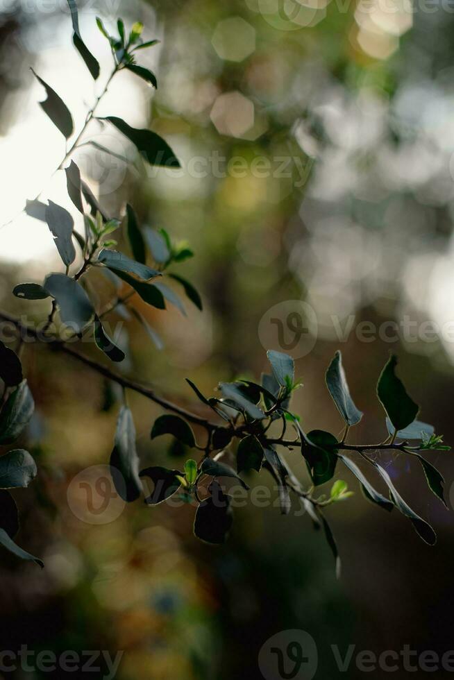 Bush branches with blurred background of plants and variety of colors. photo