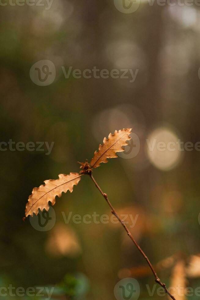 Leaves of wild forest plants that change color as a sign of entering autumn. photo