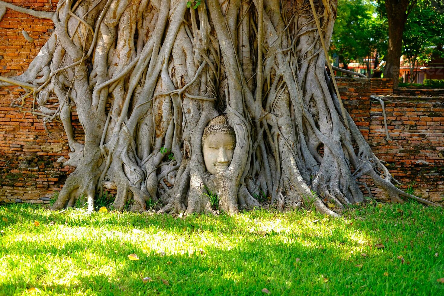 Ayutthaya, Thailand, 11 September 2020 Buddah head statue in the tree root, the famous place in Ayutthaya Thailand,signature place of Wat Mahathat photo