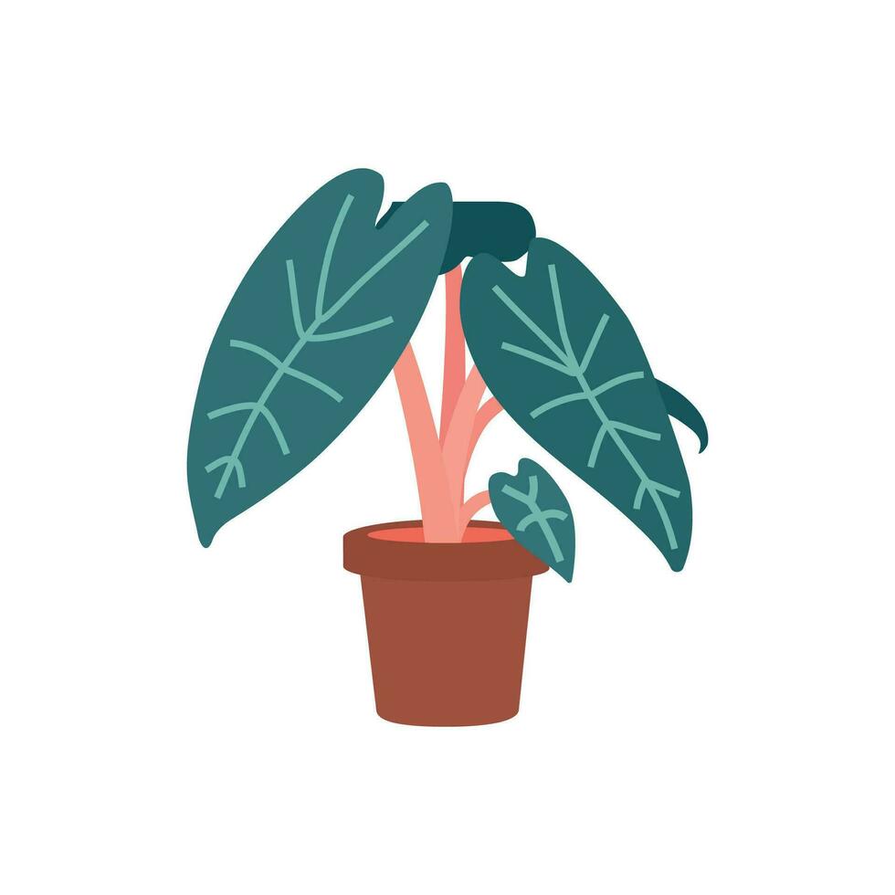 Vector isolated illustration with exotic Alocasia in ceramic pot. Poster for professional guide about growing plants at home. Flat concept about care about garden at home