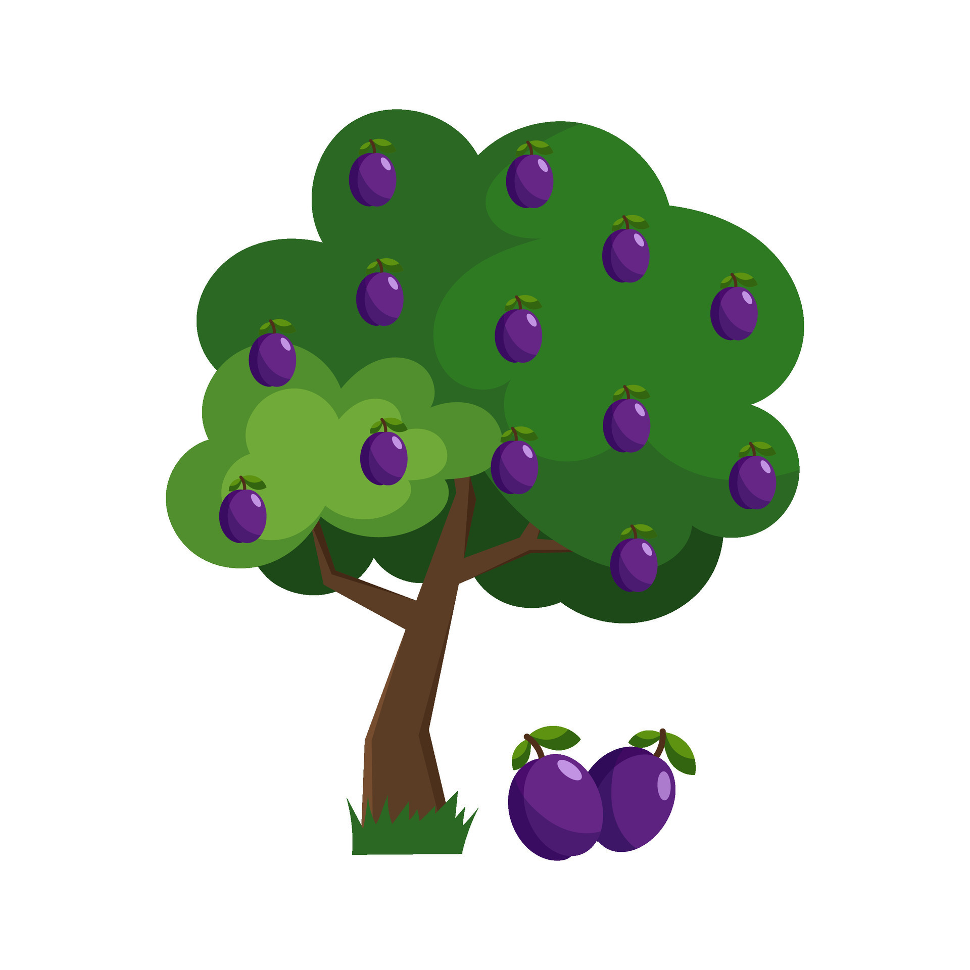 Vector illustration of a plum tree in flat style on a white background