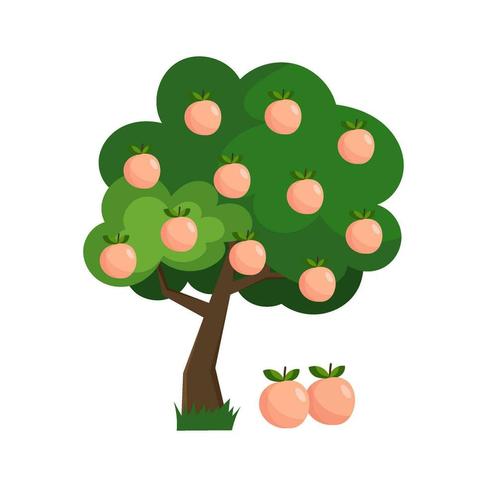 Vector illustration of a peach tree in flat style on a white background. Peaches.