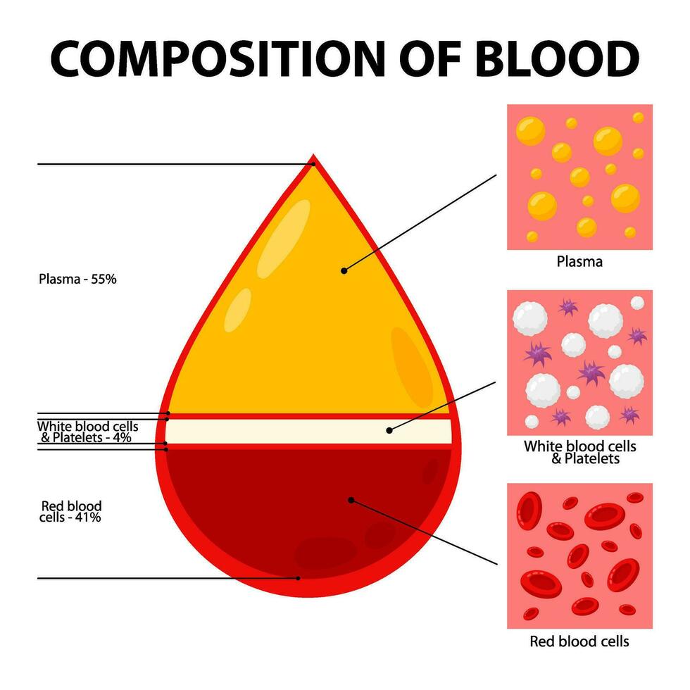 vector ilustración de sangre composición diagrama. sangre composición infografia en plano estilo en un blanco antecedentes. sangre.