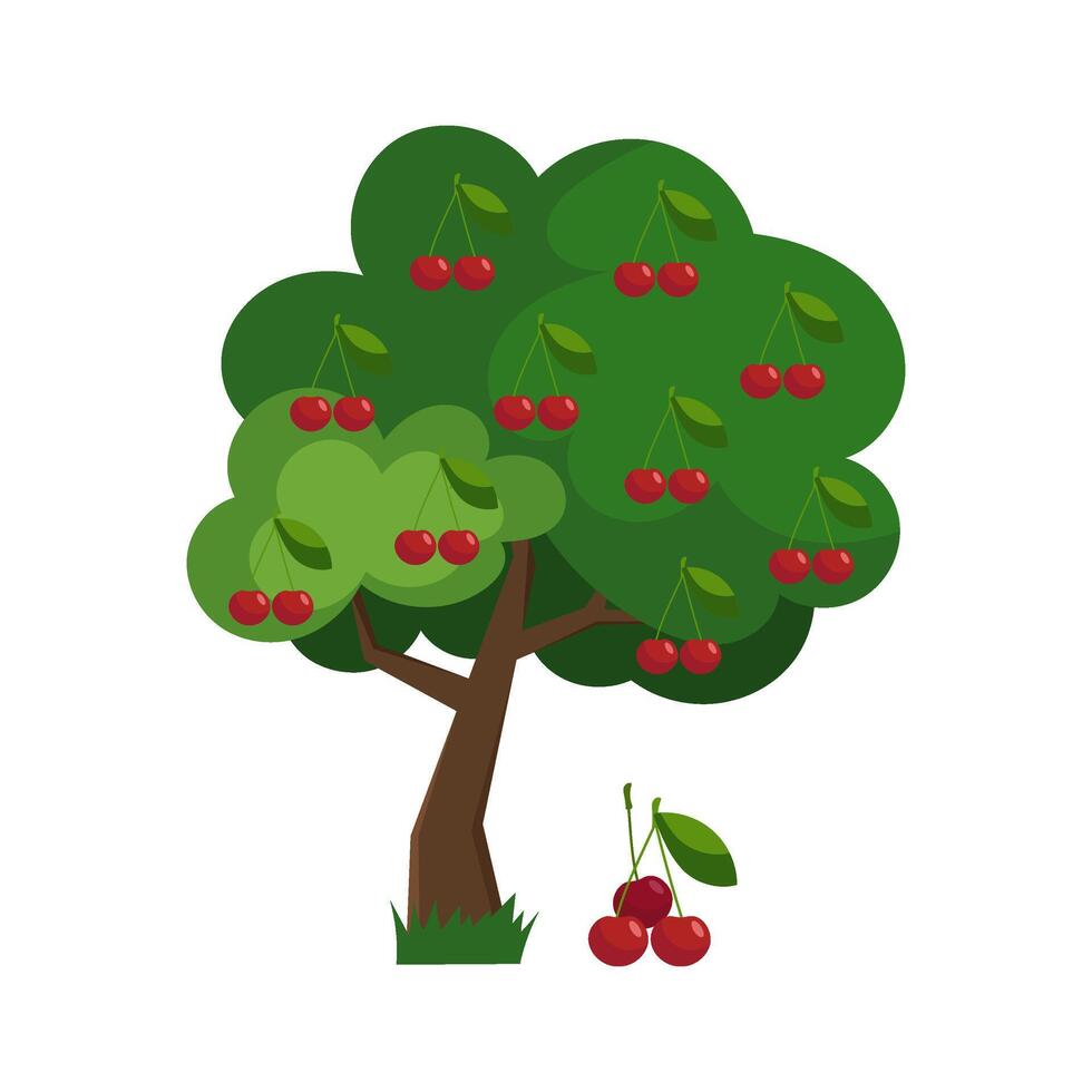 Vector illustration of a cherry tree in flat style on a white background. Cherry.