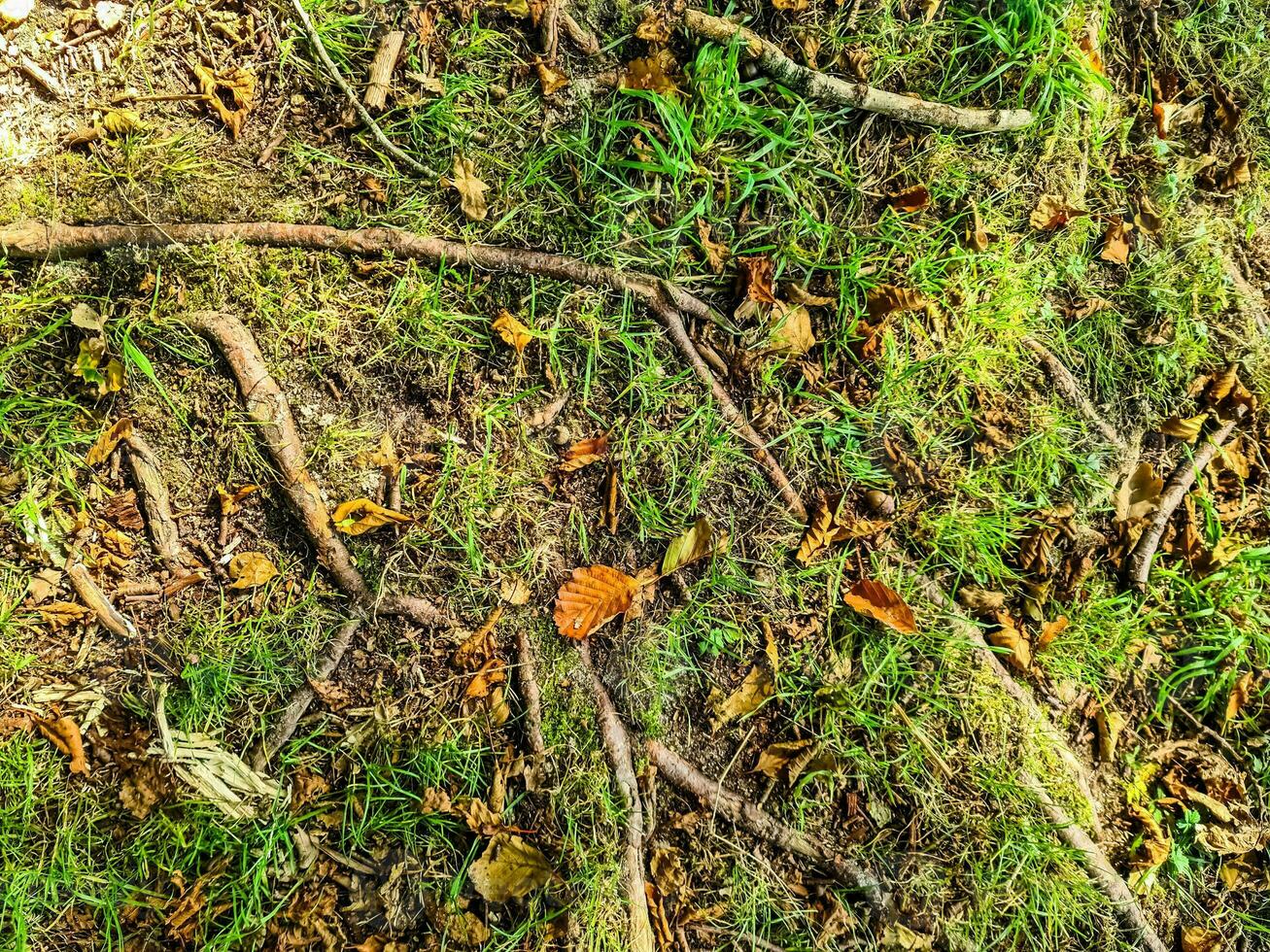 Detailed close up view on a forest ground texture with moss and branches photo