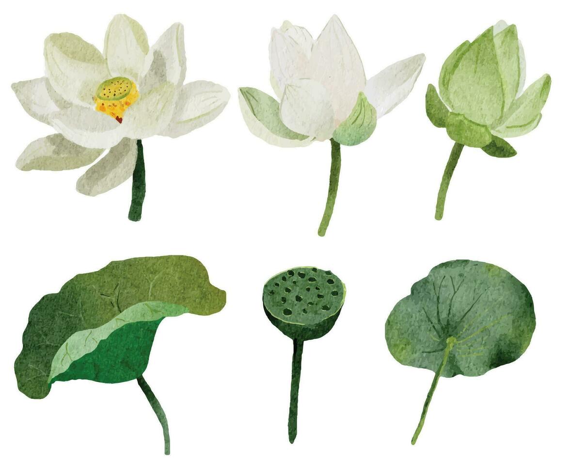 watercolor white lotus elements collection on white background isolated vector