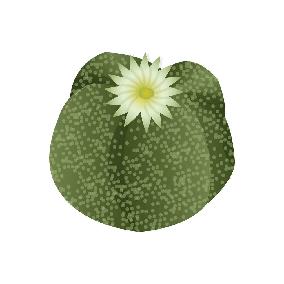 Succulent astrophytum, exotic tropical plant. A desert flower that can be grown at home to decorate the interior. Vector illustration isolated on white background.