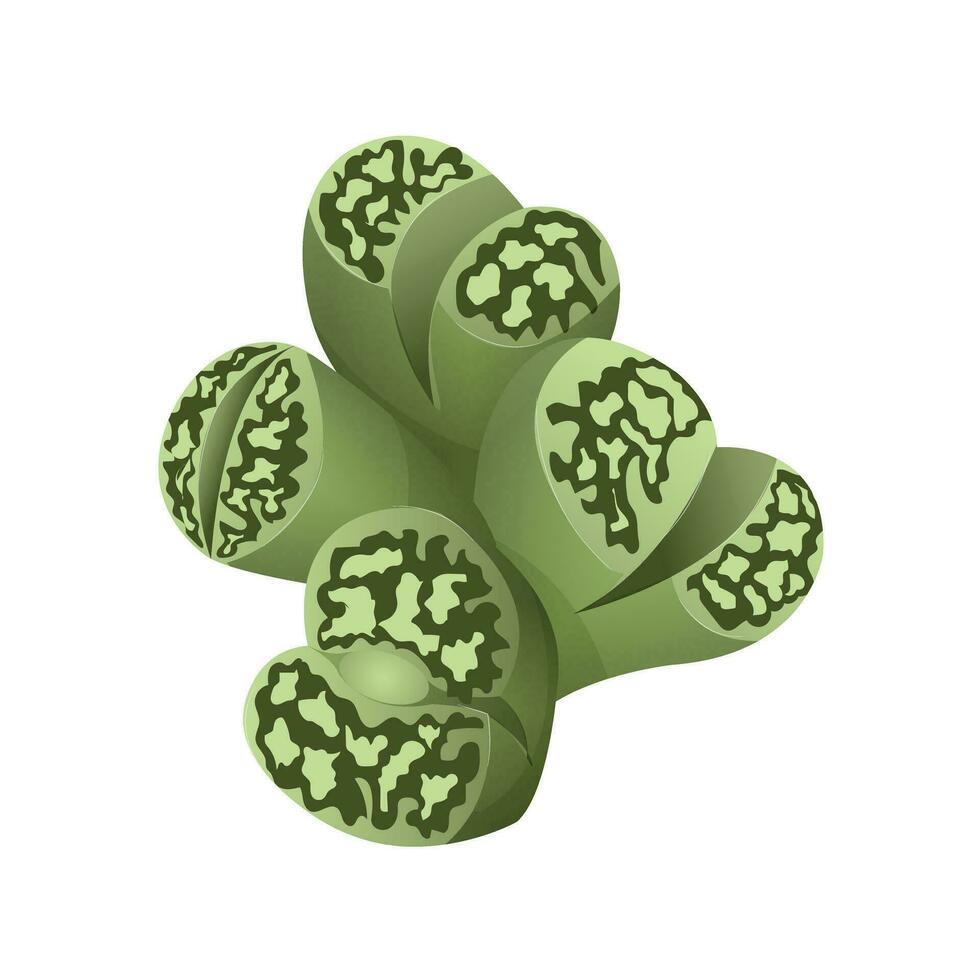 Lithops suculento exótico tropical planta. planta de casa para interior decoración. vector ilustración aislado en blanco antecedentes.