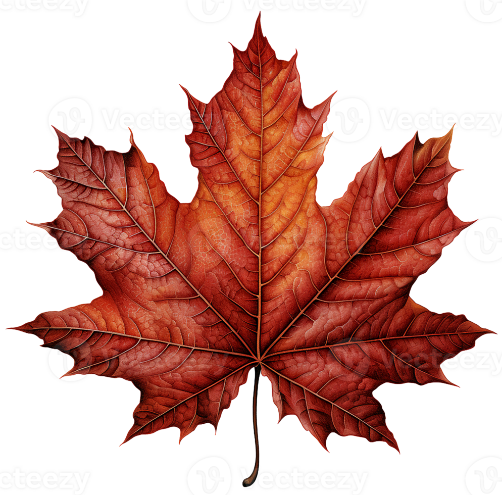 AI generated A maple leaf isolated on transparent background png