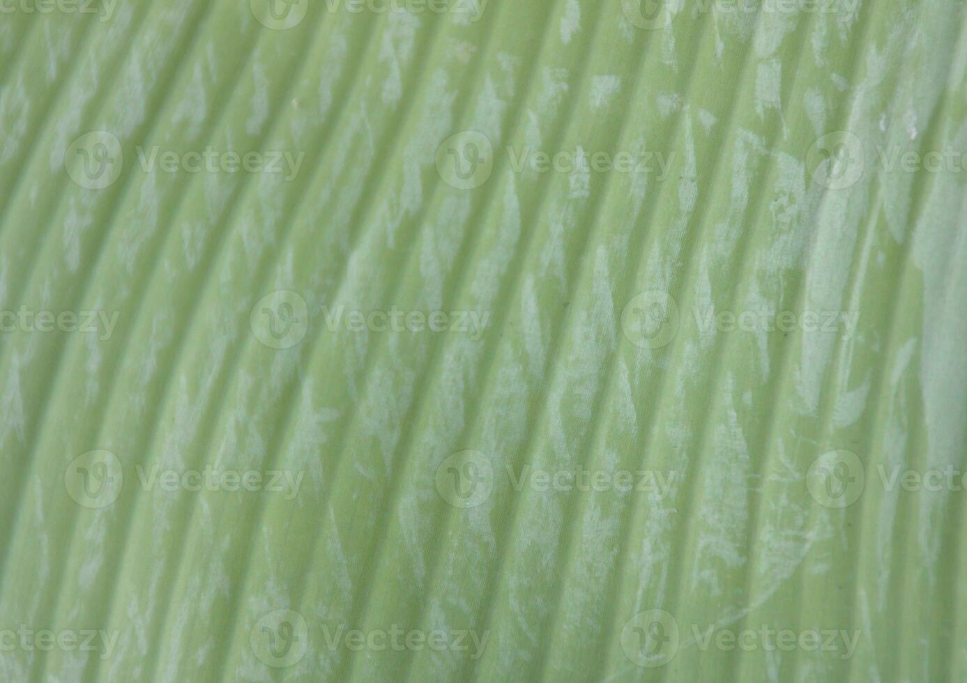 green banana leaf background, abstract leaf texture photo