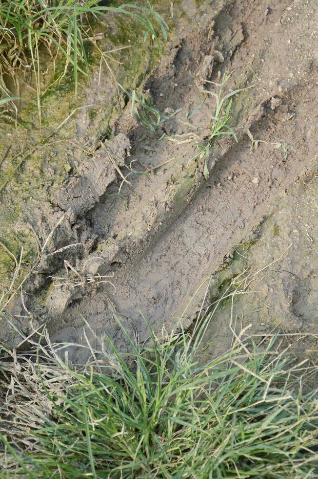 close up of a wet soil photo