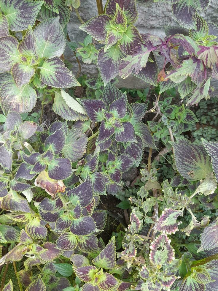 hojas de ornamental plantas en el yarda foto