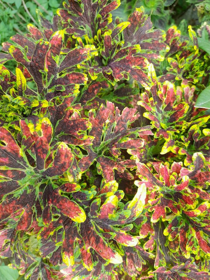 Leaves of ornamental plants in the yard photo