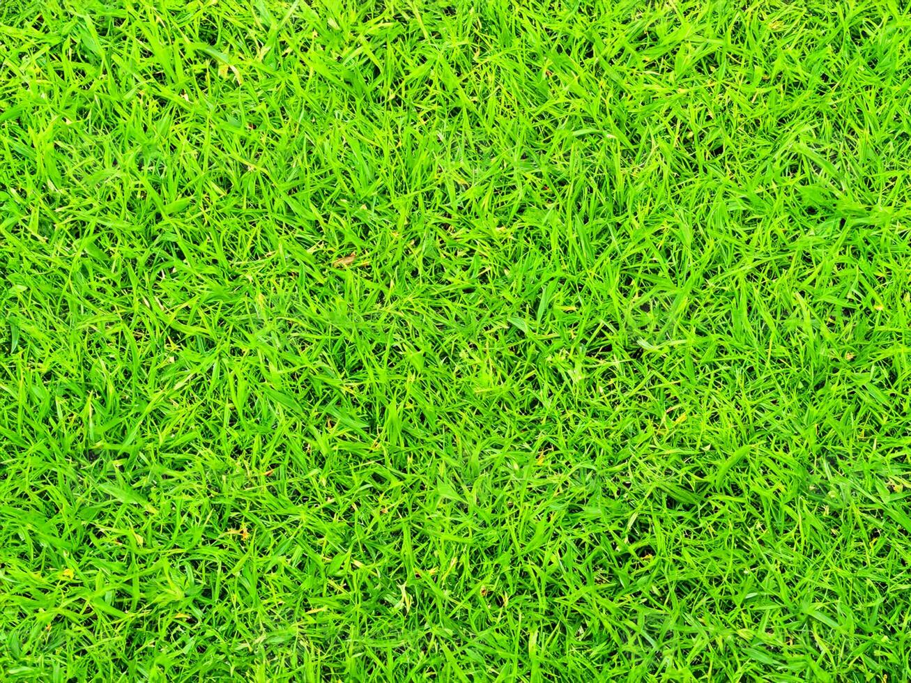 background from green grass texture pattern photo