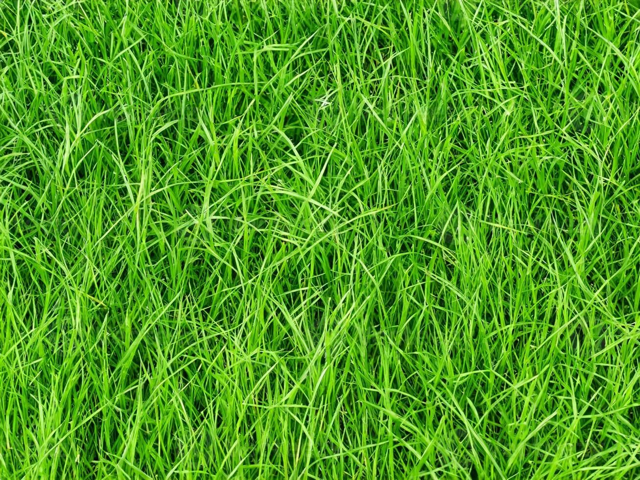 background from green grass texture pattern photo