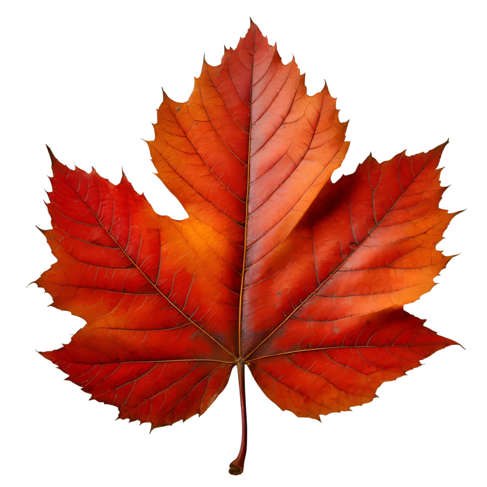 AI generated Autimn maple fall leaf. png