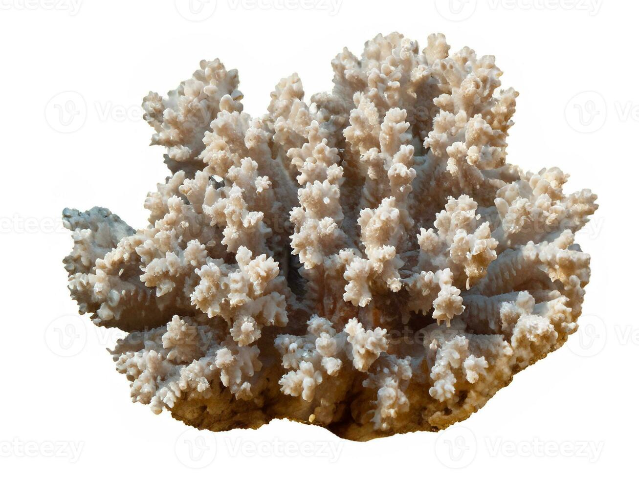 hermosa coral aislado en blanco antecedentes. foto