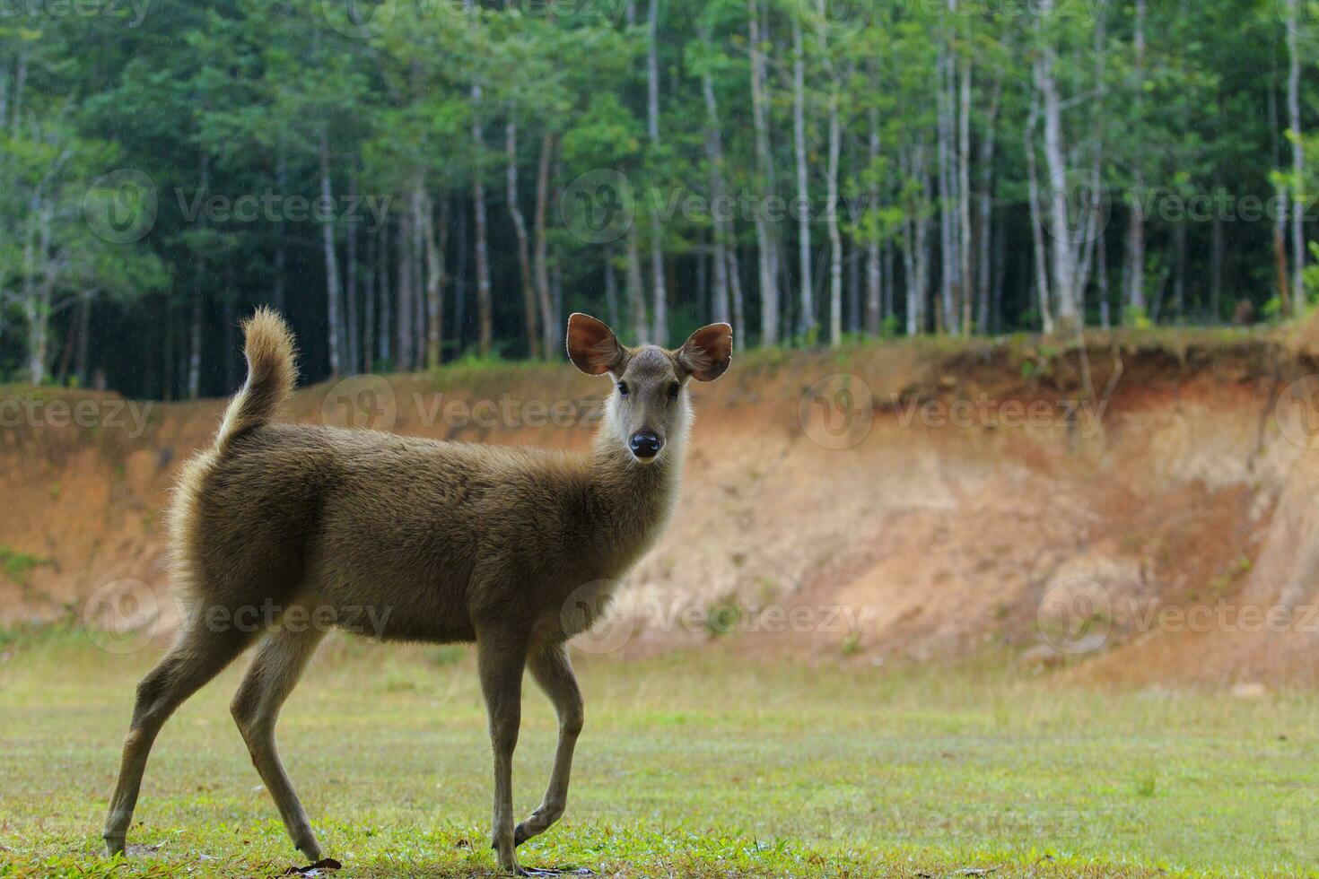 young female sambar deer in khao yai national park thailand1 photo