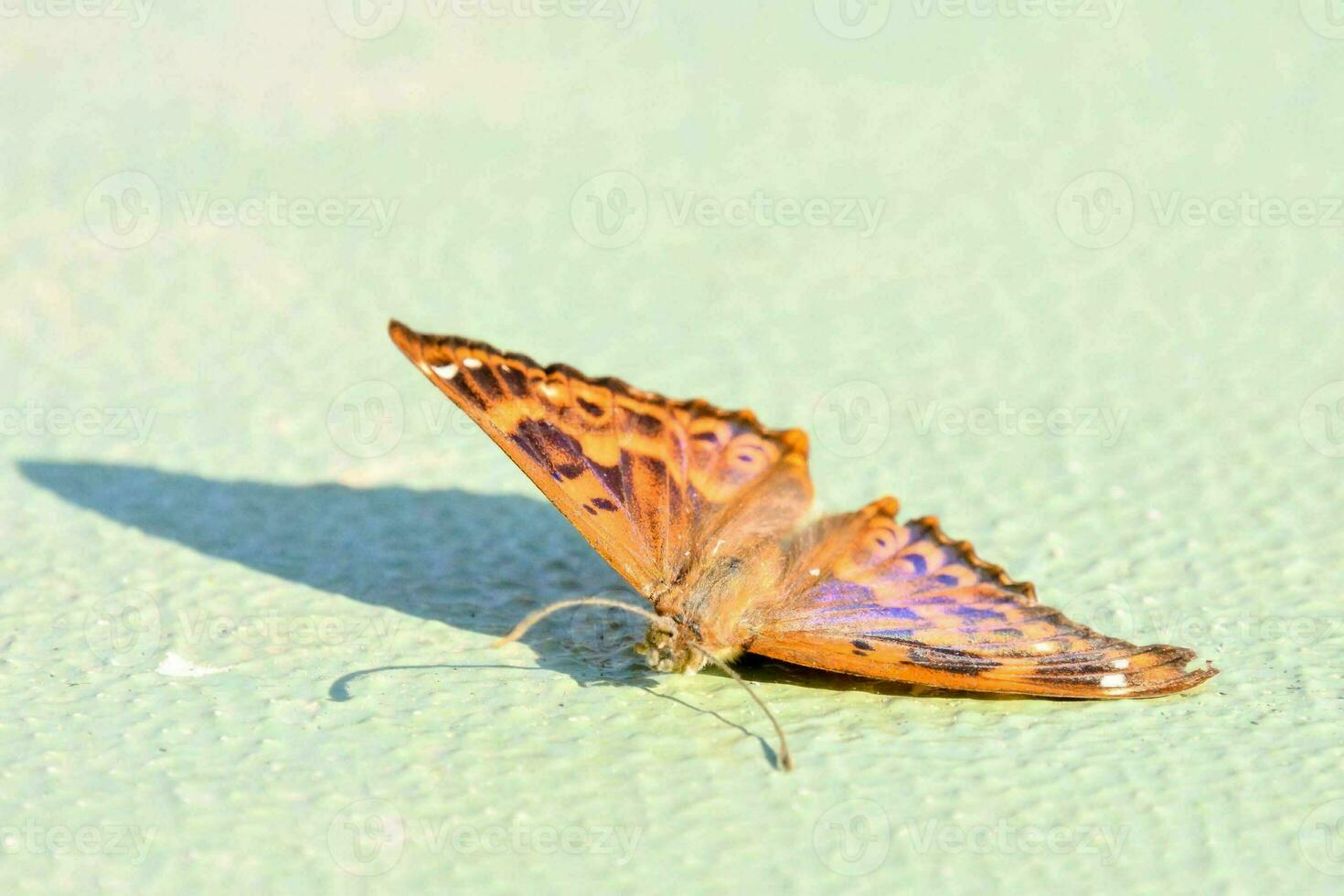 a butterfly on a green surface with a shadow photo