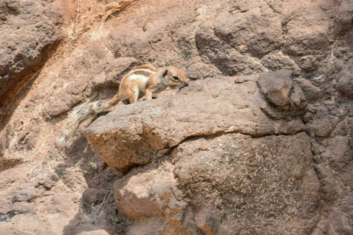 a squirrel sitting on a rock in the middle of a desert photo