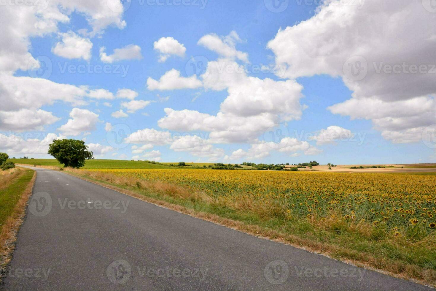 un país la carretera con un campo de girasoles en el antecedentes foto