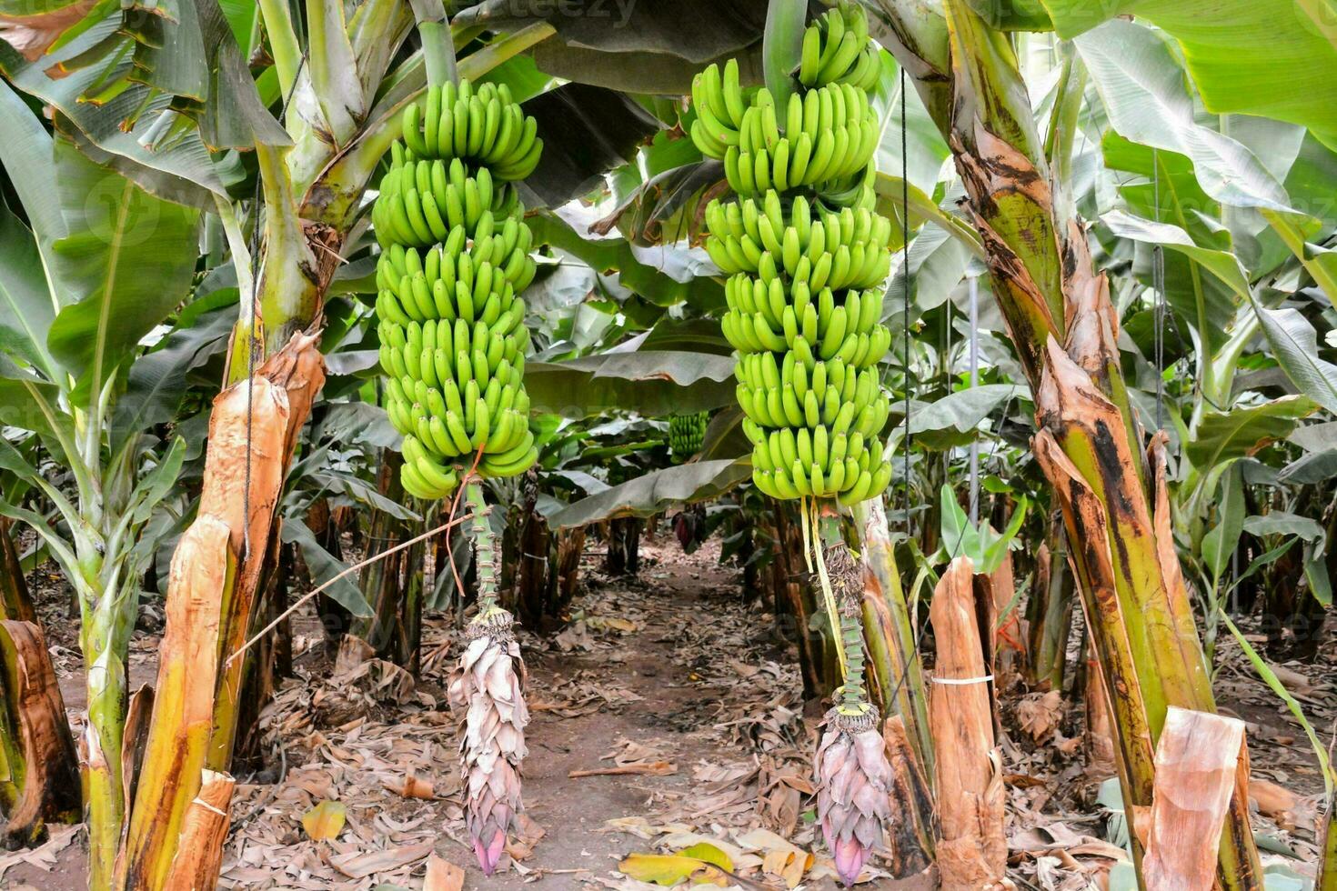 bananas hanging from the trees in a banana plantation photo