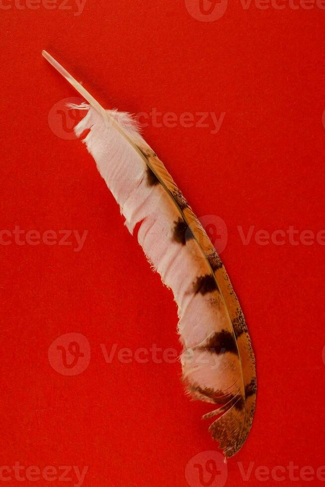 a feather on a red background photo