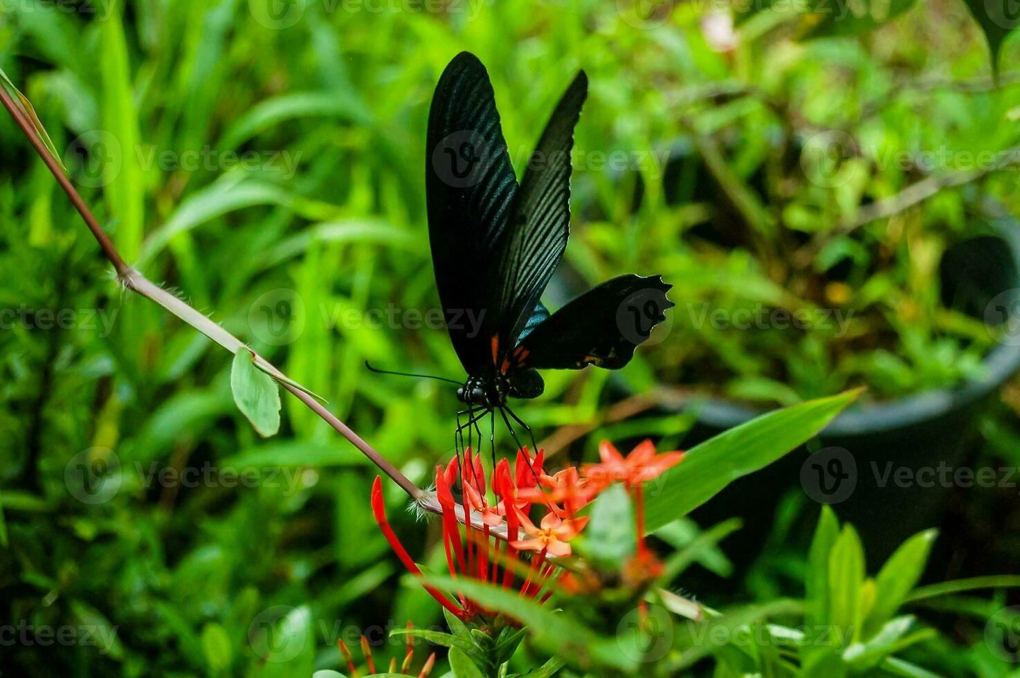 un negro mariposa en un rojo flor en el césped foto