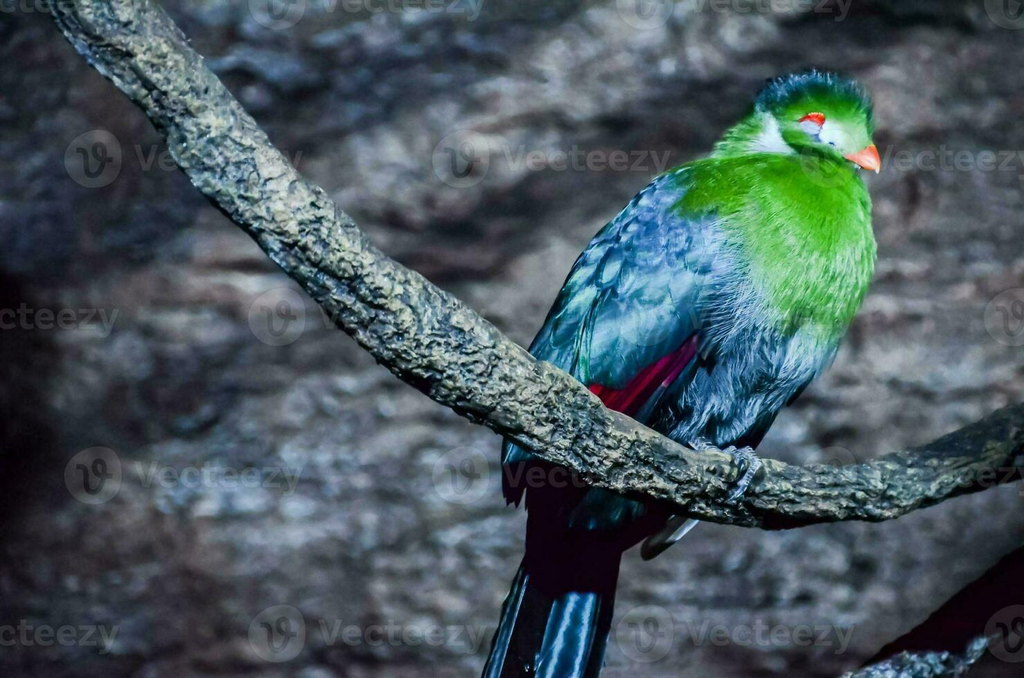 un verde pájaro con rojo y azul plumas sentado en un rama foto