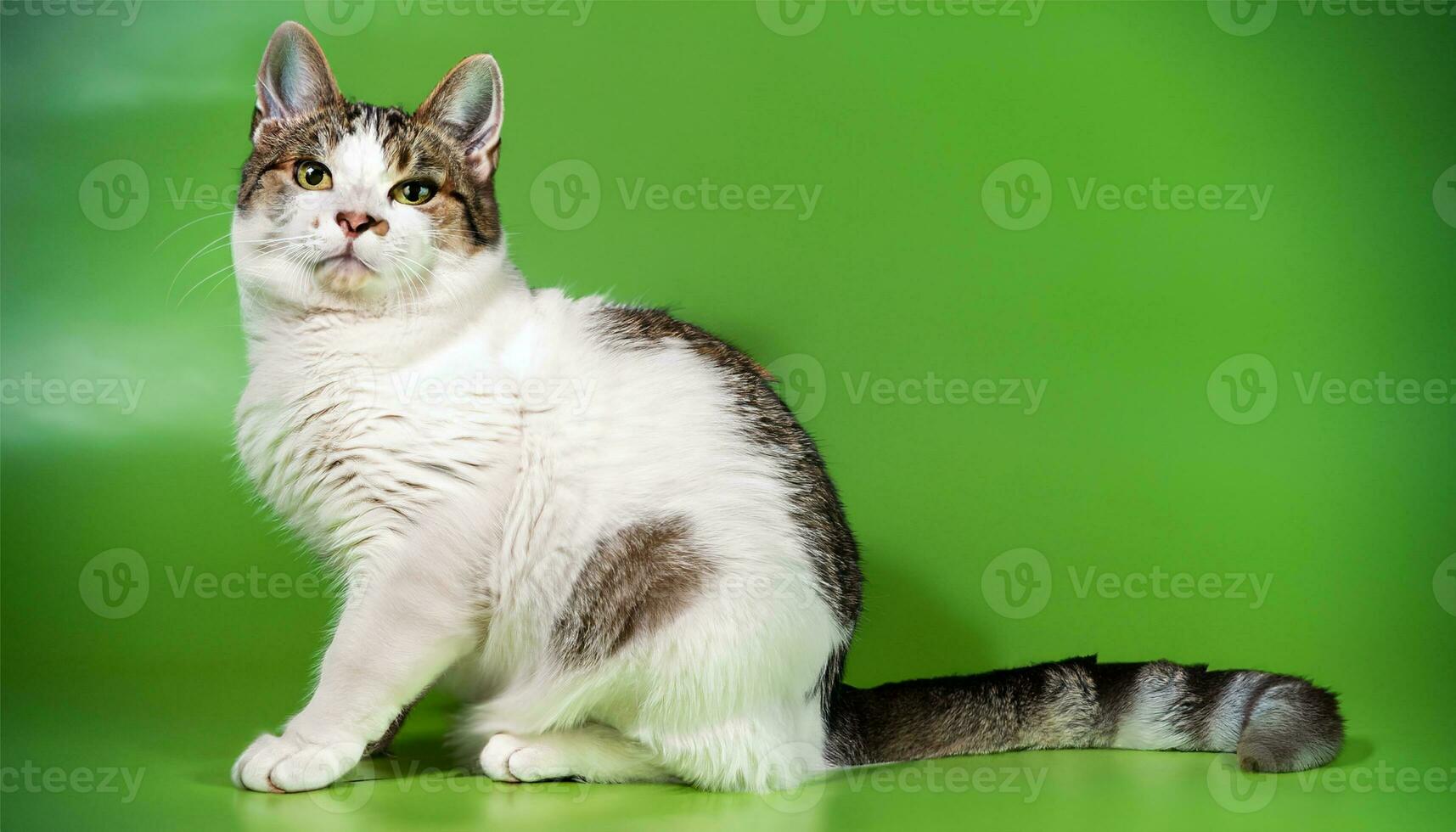 cat on the left on a yellow background Ai Generate photo
