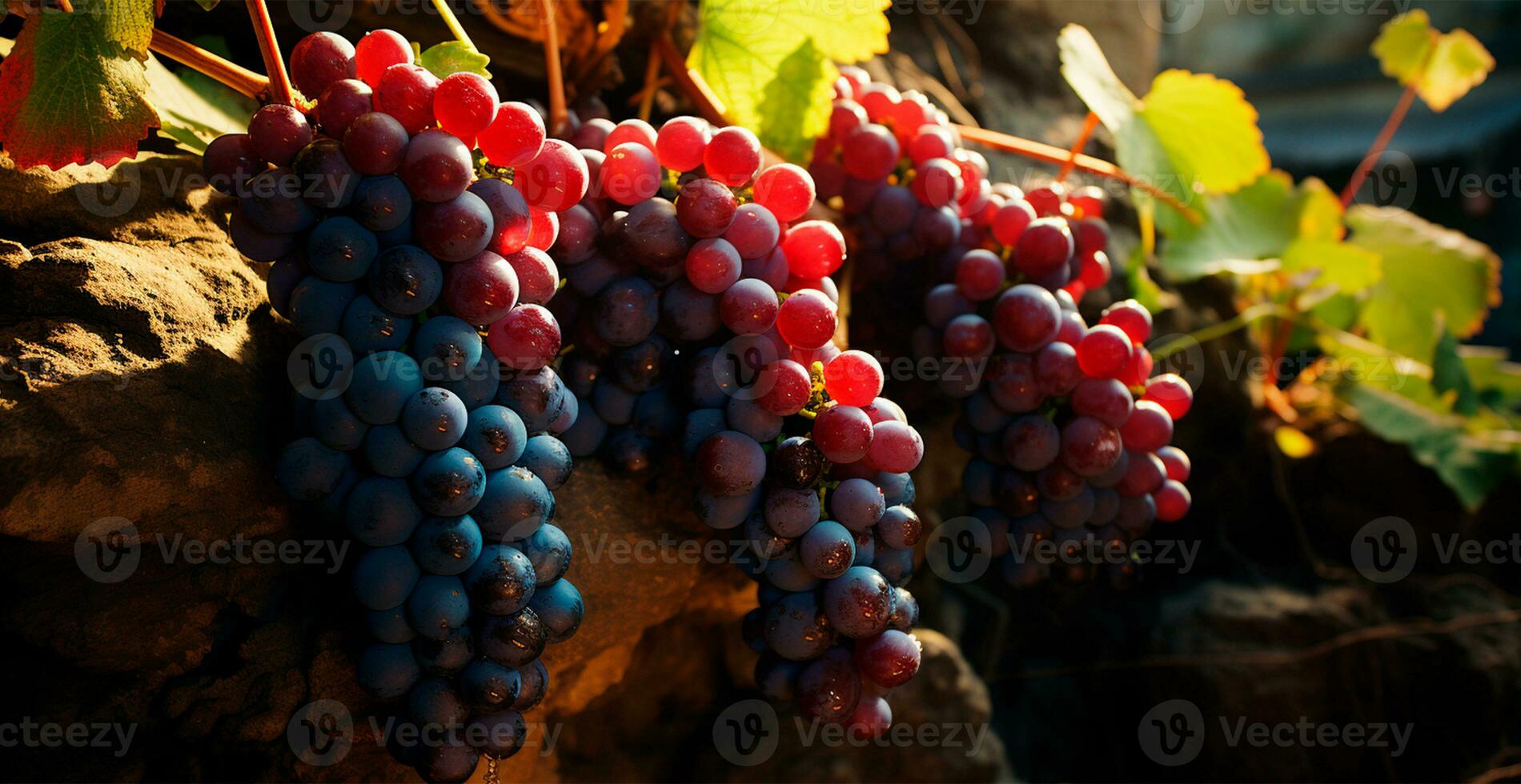 AI generated Wine vineyard, close-up grapes, future wine - AI generated image photo