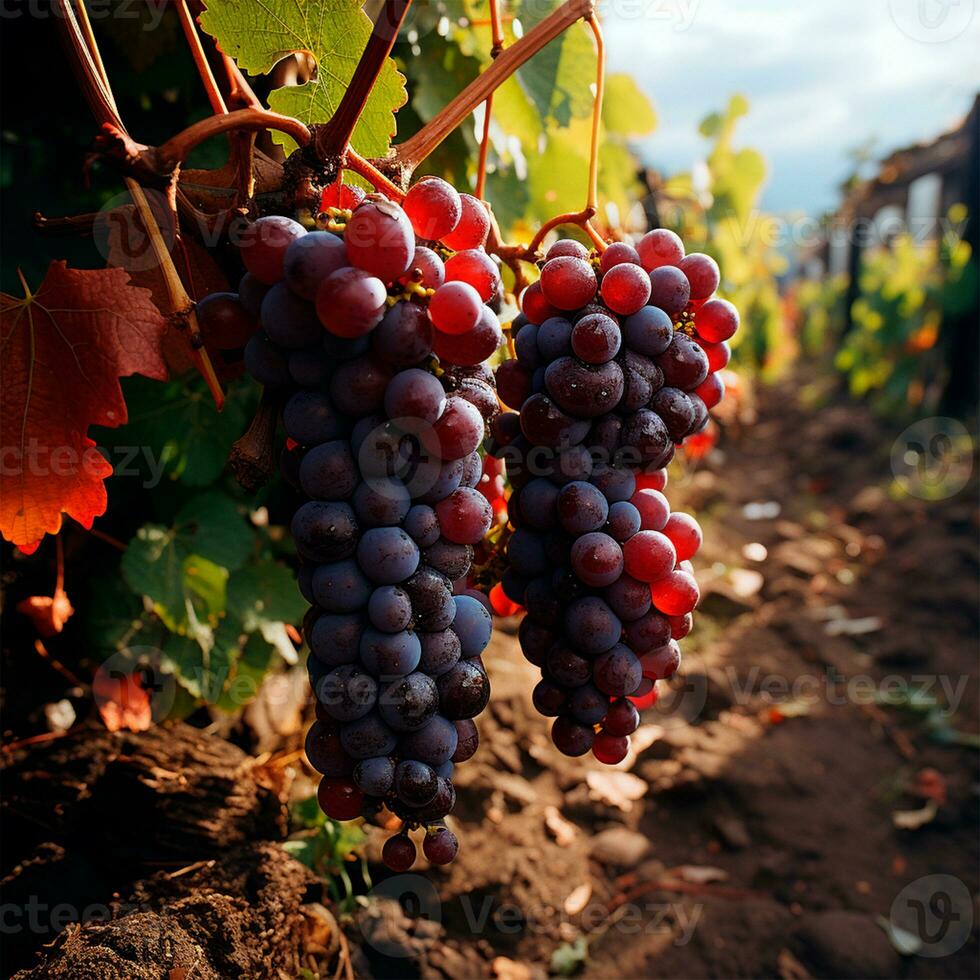AI generated Wine vineyard, close-up grapes, future wine - AI generated image photo