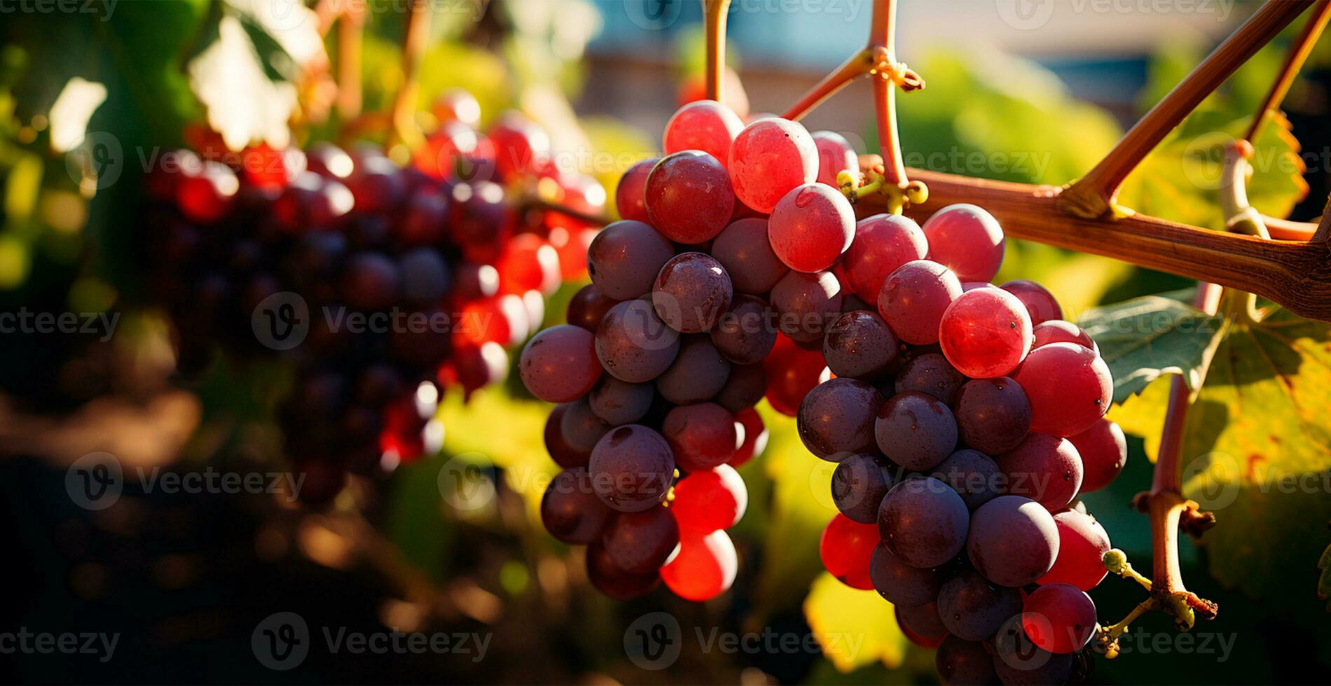 AI generated Wine vineyard, close-up grapes, future wine - AI generated image photo