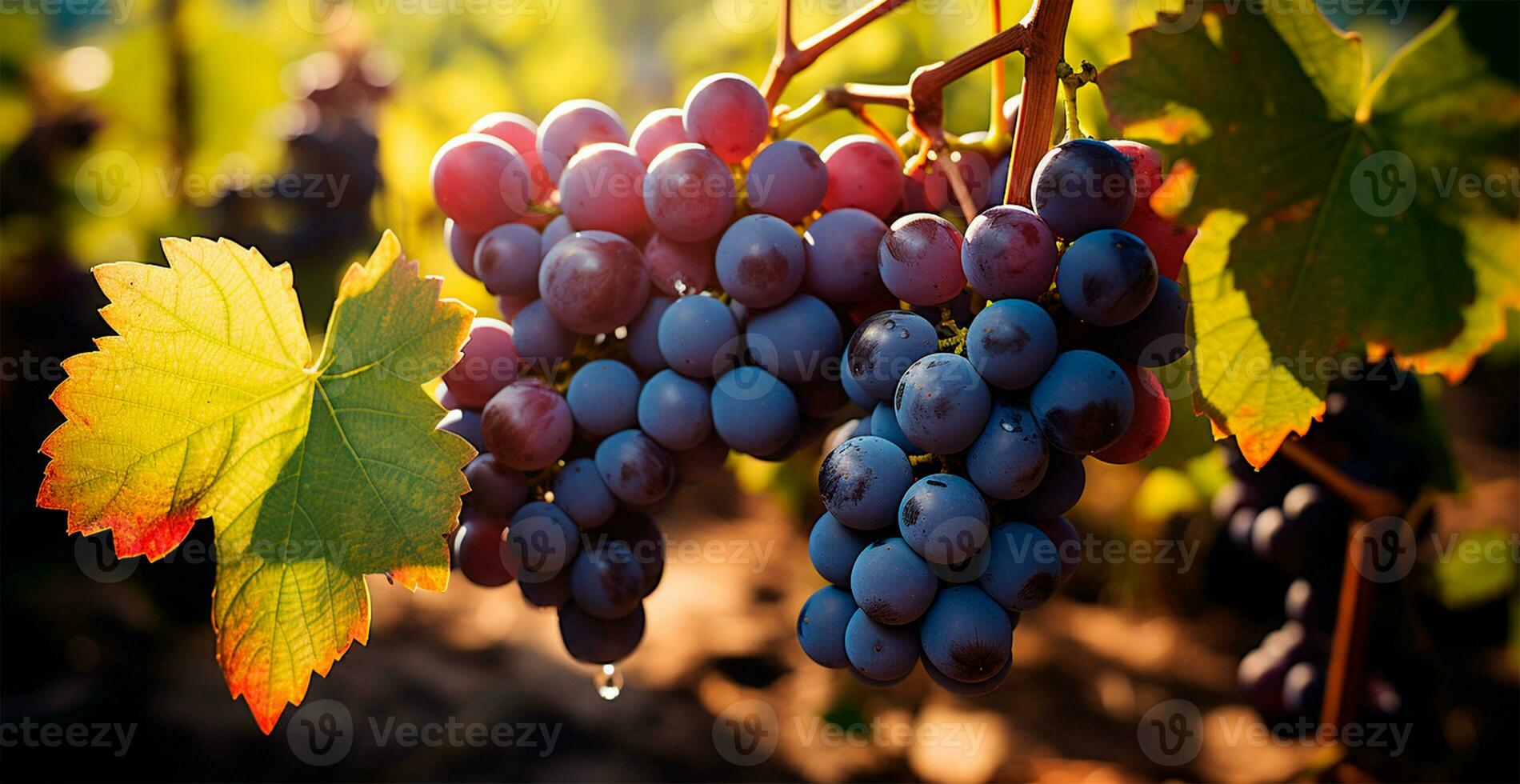 AI generated Wine vineyard, close-up grapes, future wine - AI generated image photo