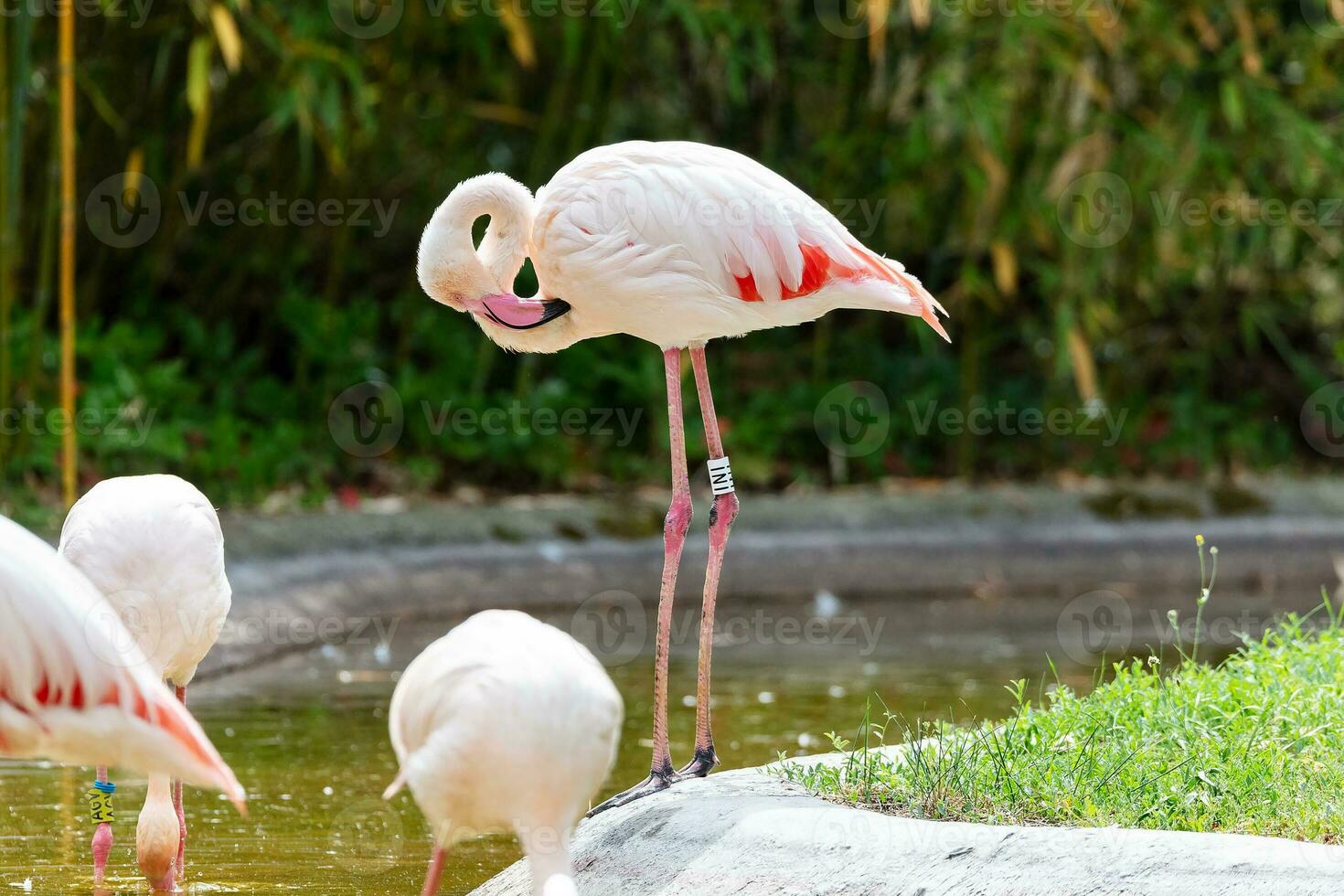 Greater flamingo. Bird and birds. Water world and fauna. Wildlife and zoology. photo