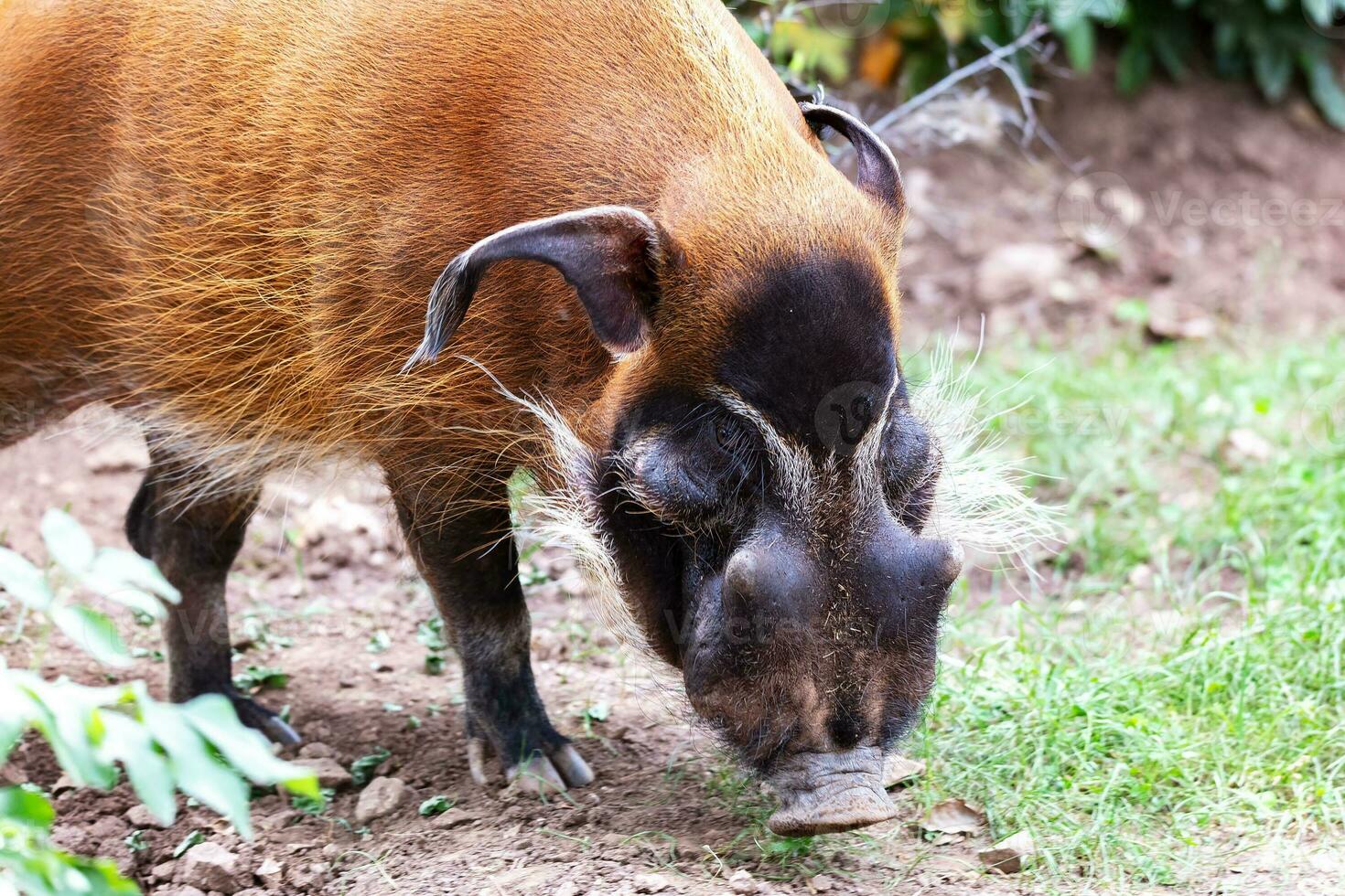 Red river hog. Mammal and mammals. Land world and fauna. Wildlife and zoology. photo