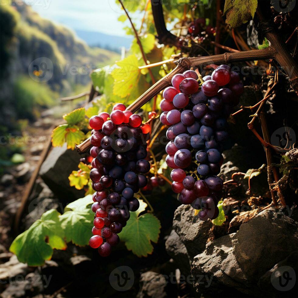 AI generated Wine vineyard, close-up grapes, future wine - AI generated image photo